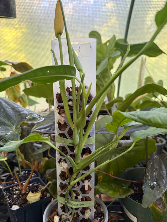 Monstera obliqua “Tiwintza”