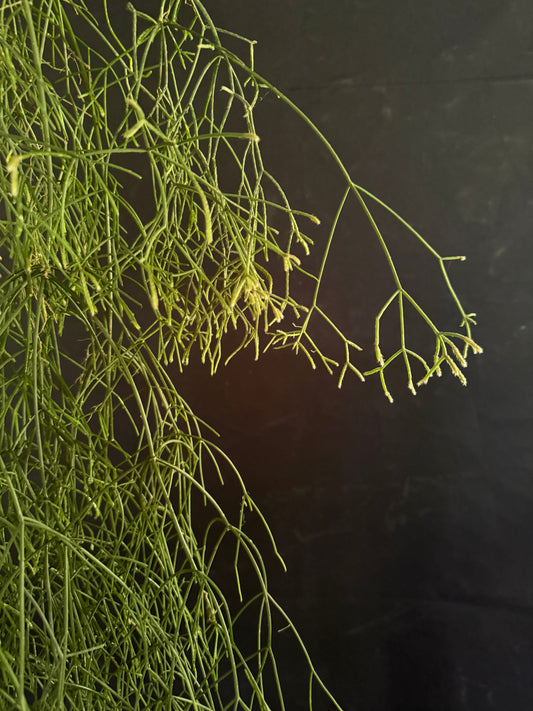 Rhipsalis baccifera: The Mistletoe Cactus with a Global Story
