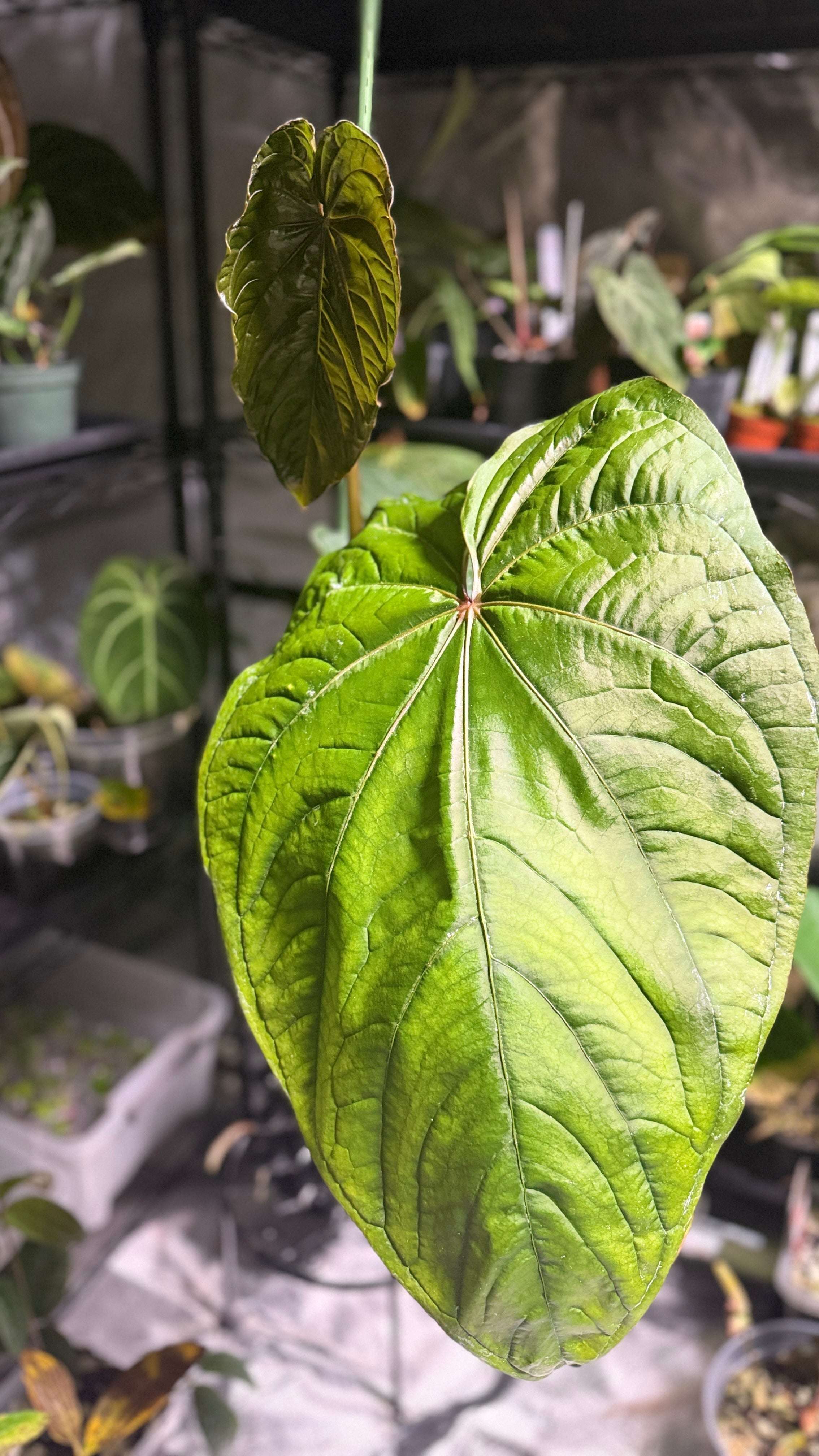 Anthurium 'Circus Peanuts': A Collector's Dream with a Curious