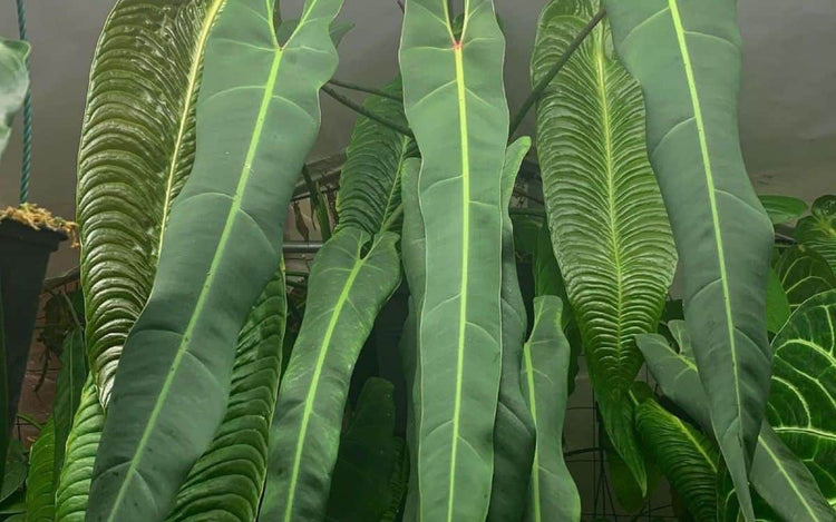 Philodendron