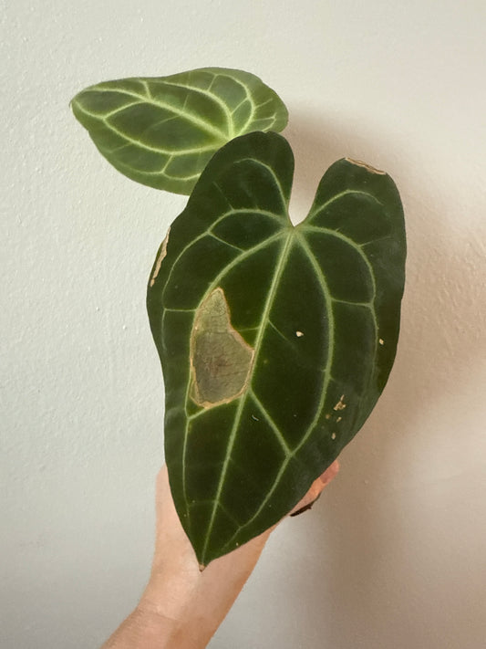 Anthurium Besseae aff. “Pink” 0061-2