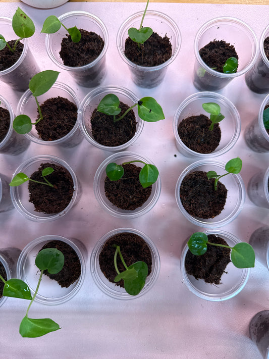 Anthurium “Pink Lemonade” x (Doc Block “Black Widow” x “Michelle”) - SEEDLING