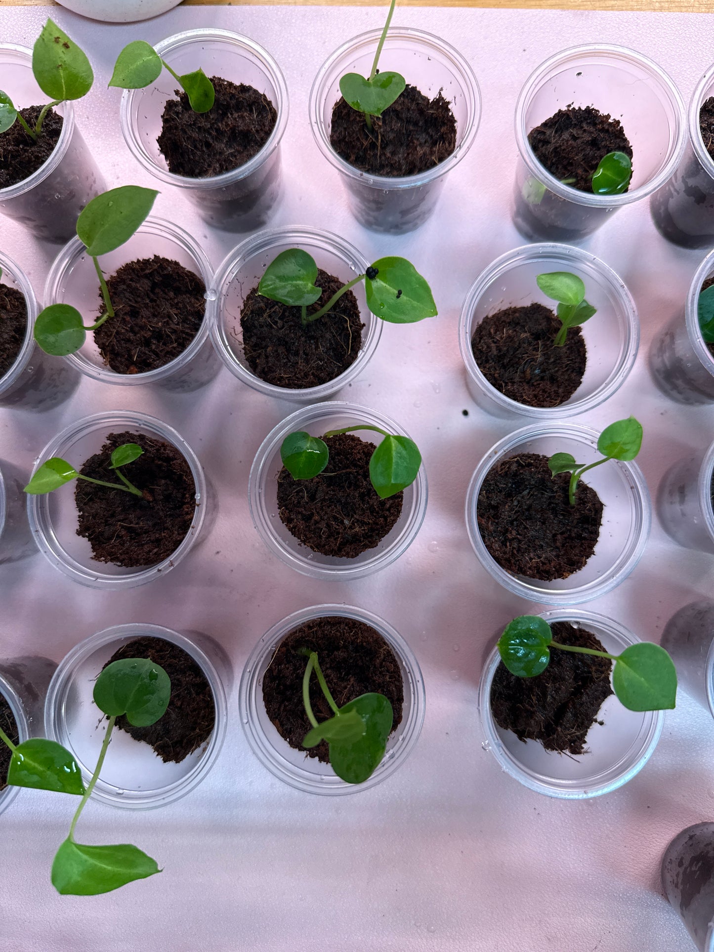 Anthurium “Pink Lemonade” x (Doc Block “Black Widow” x “Michelle”) - SEEDLING