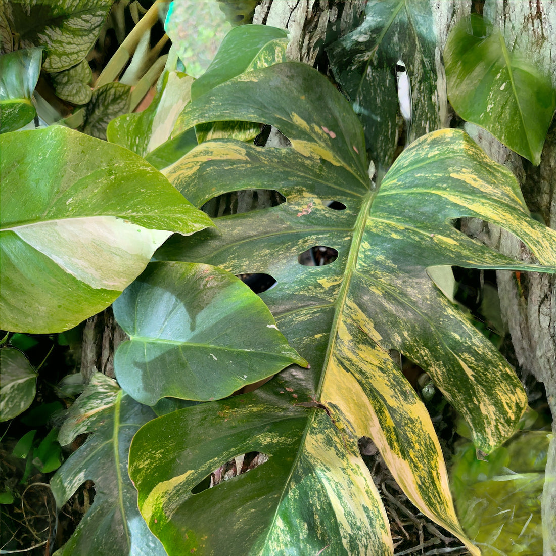 Unraveling the Mystique of Monstera Aurea: A Botanical Journey
