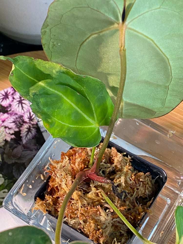 Cuttings & Prop Box Finds!