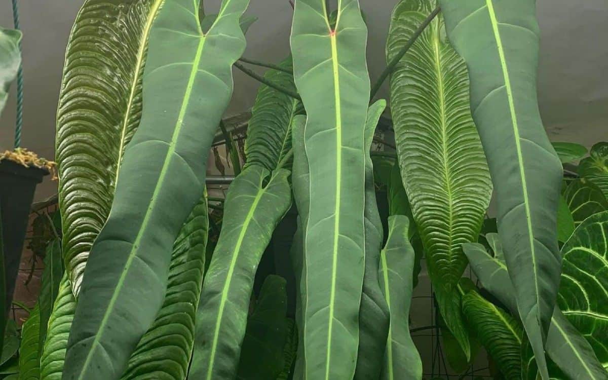 Philodendron