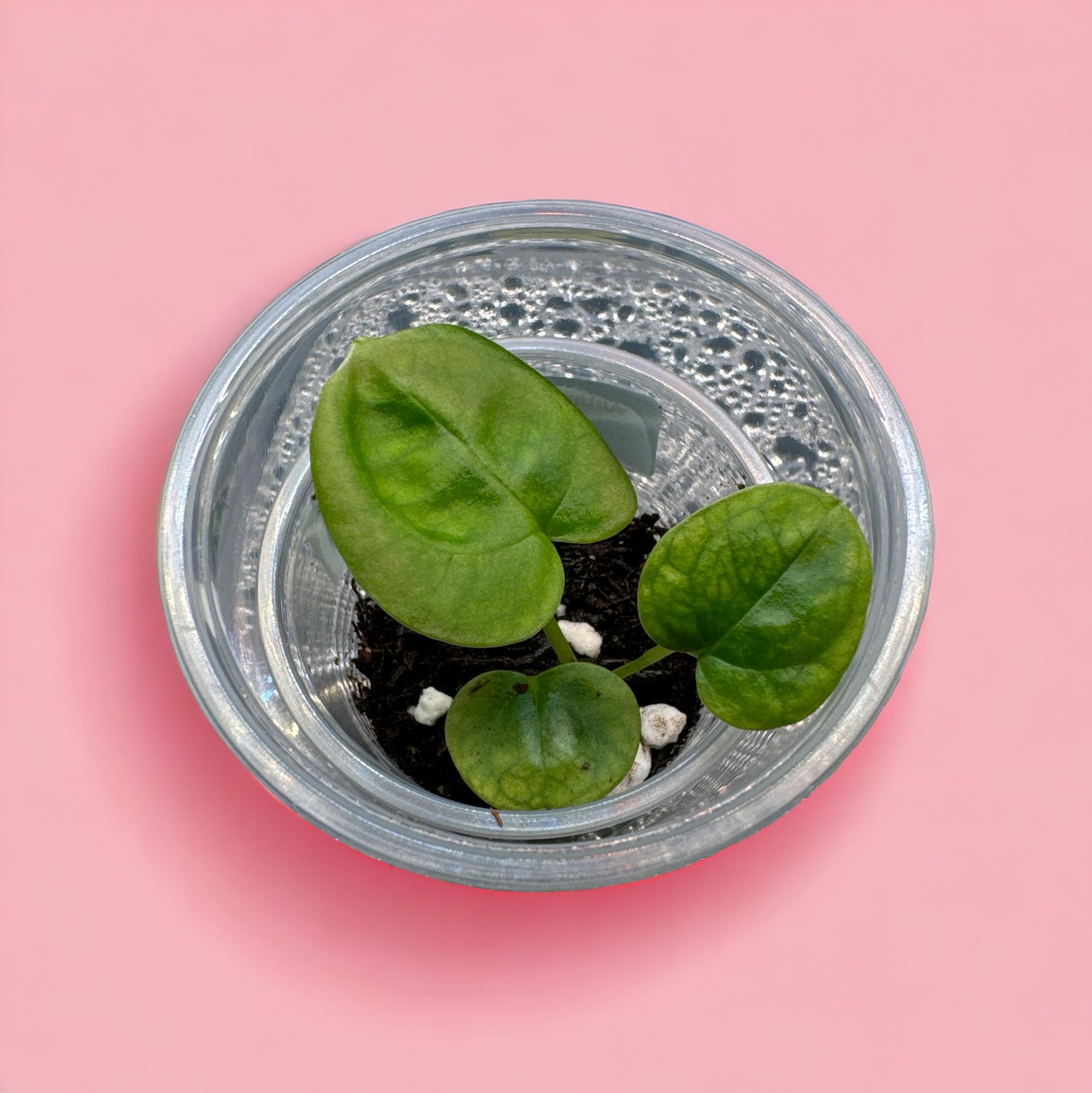 Seedlings