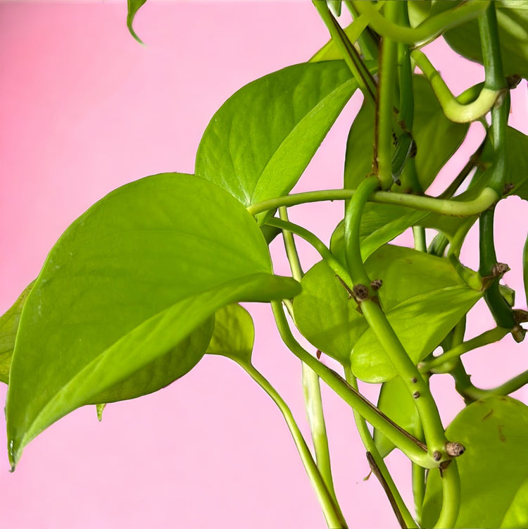 Epipremnum & Pothos