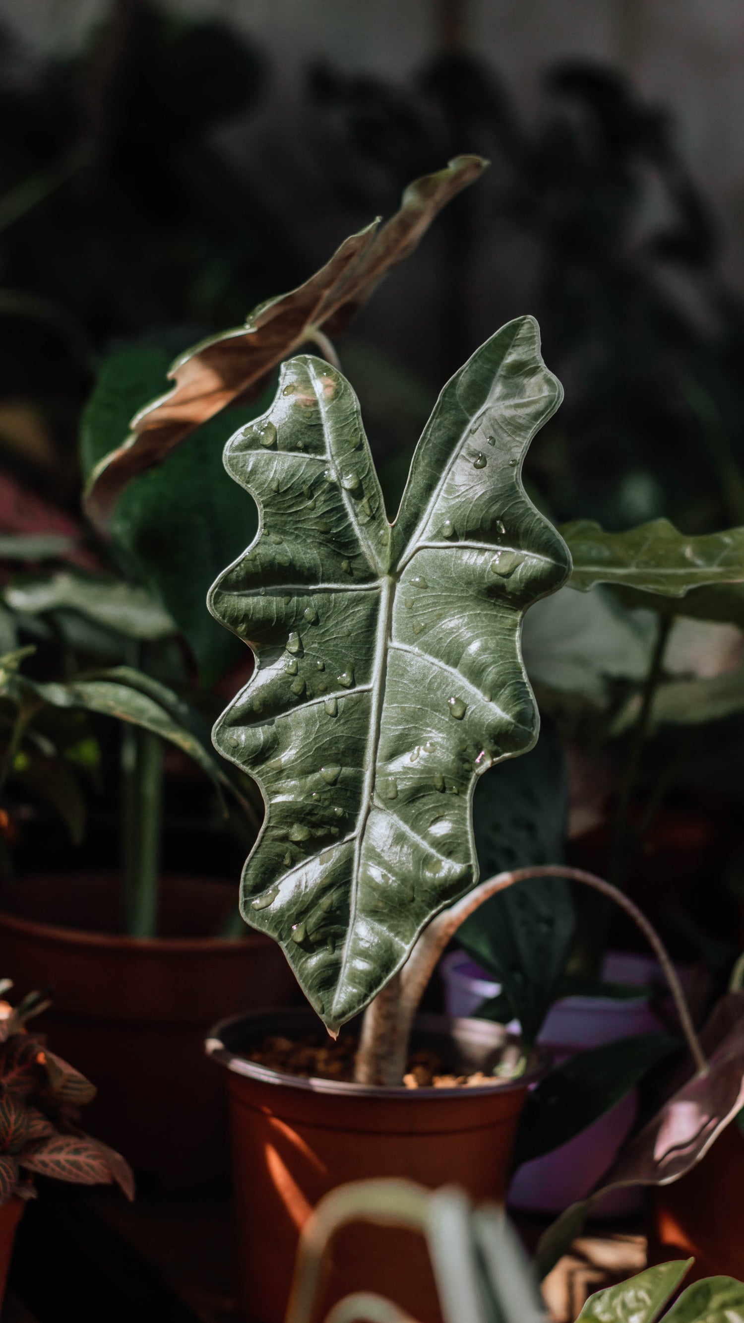 @Jungle_Space on Unsplash