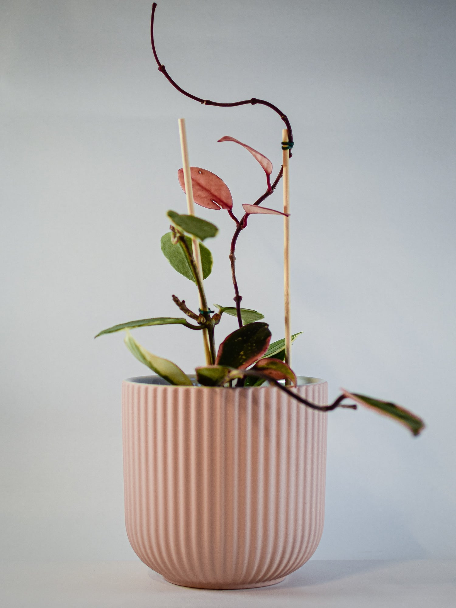 Pejvak Samadani on Unsplash