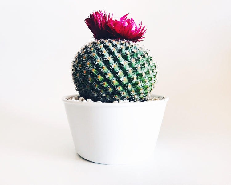 Photo by Stephanie Harvey on Unsplash 