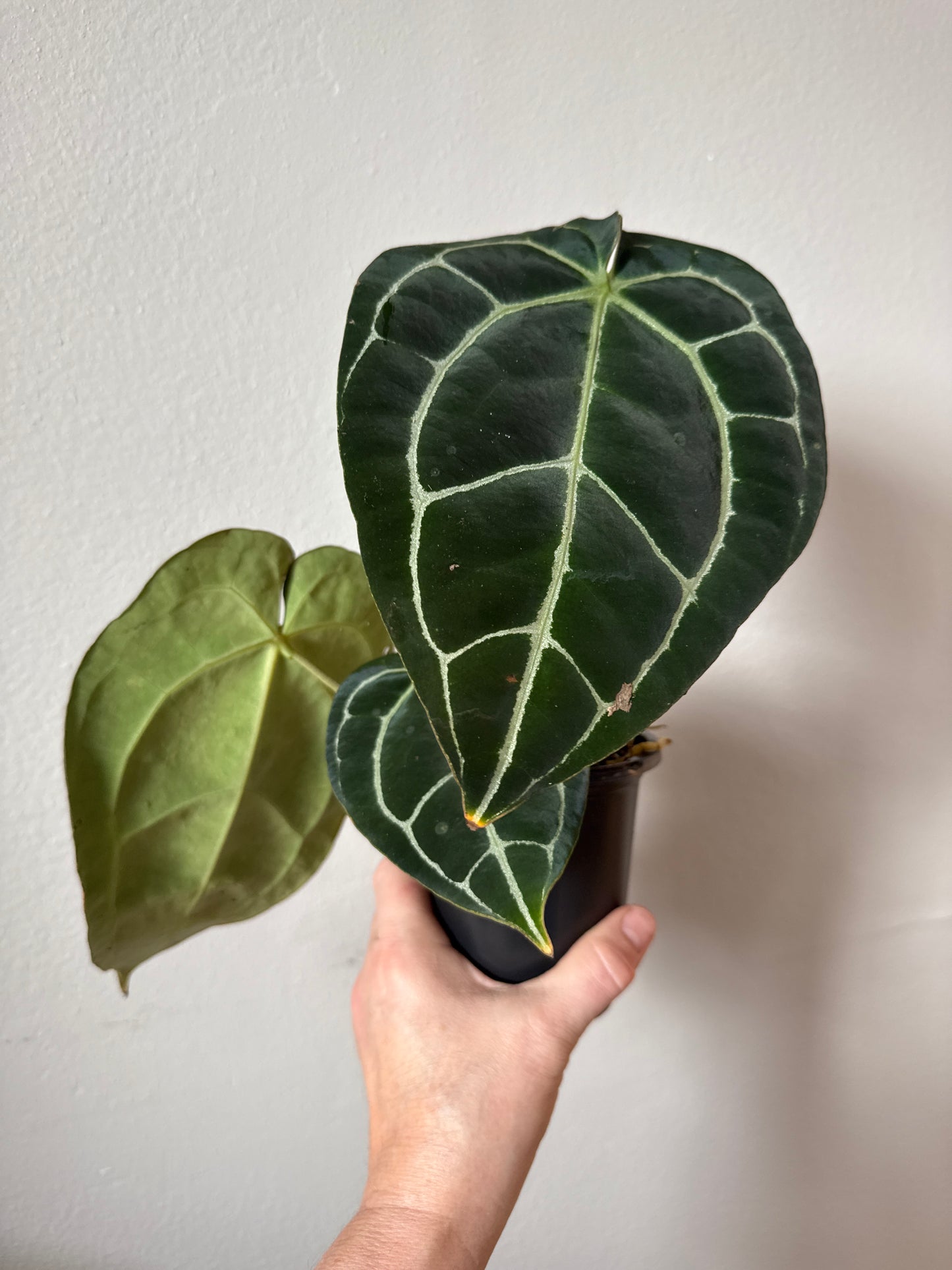 Anthurium Crystallinum 0060-2