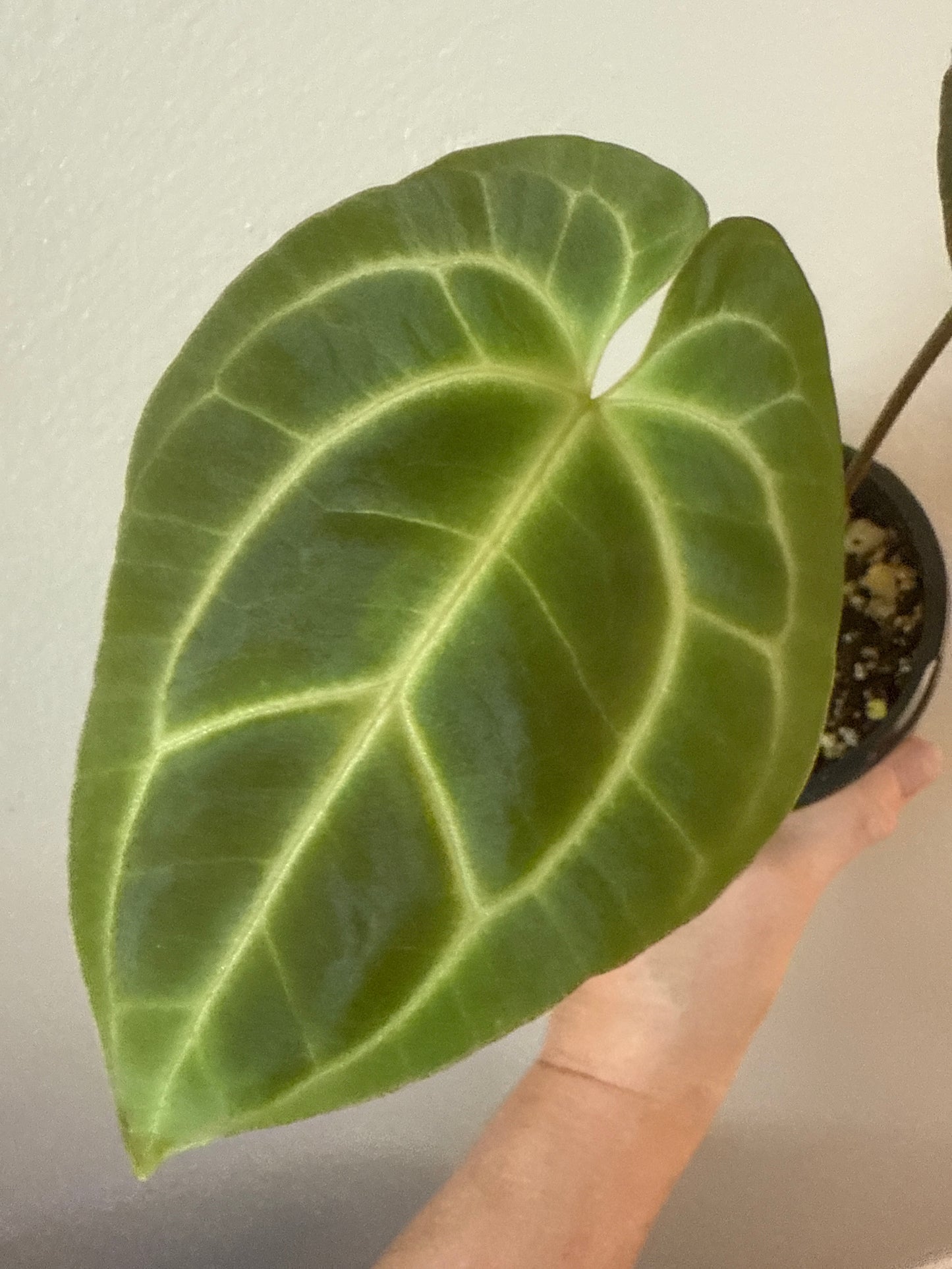 Anthurium Besseae aff. “Pink” 0061-2