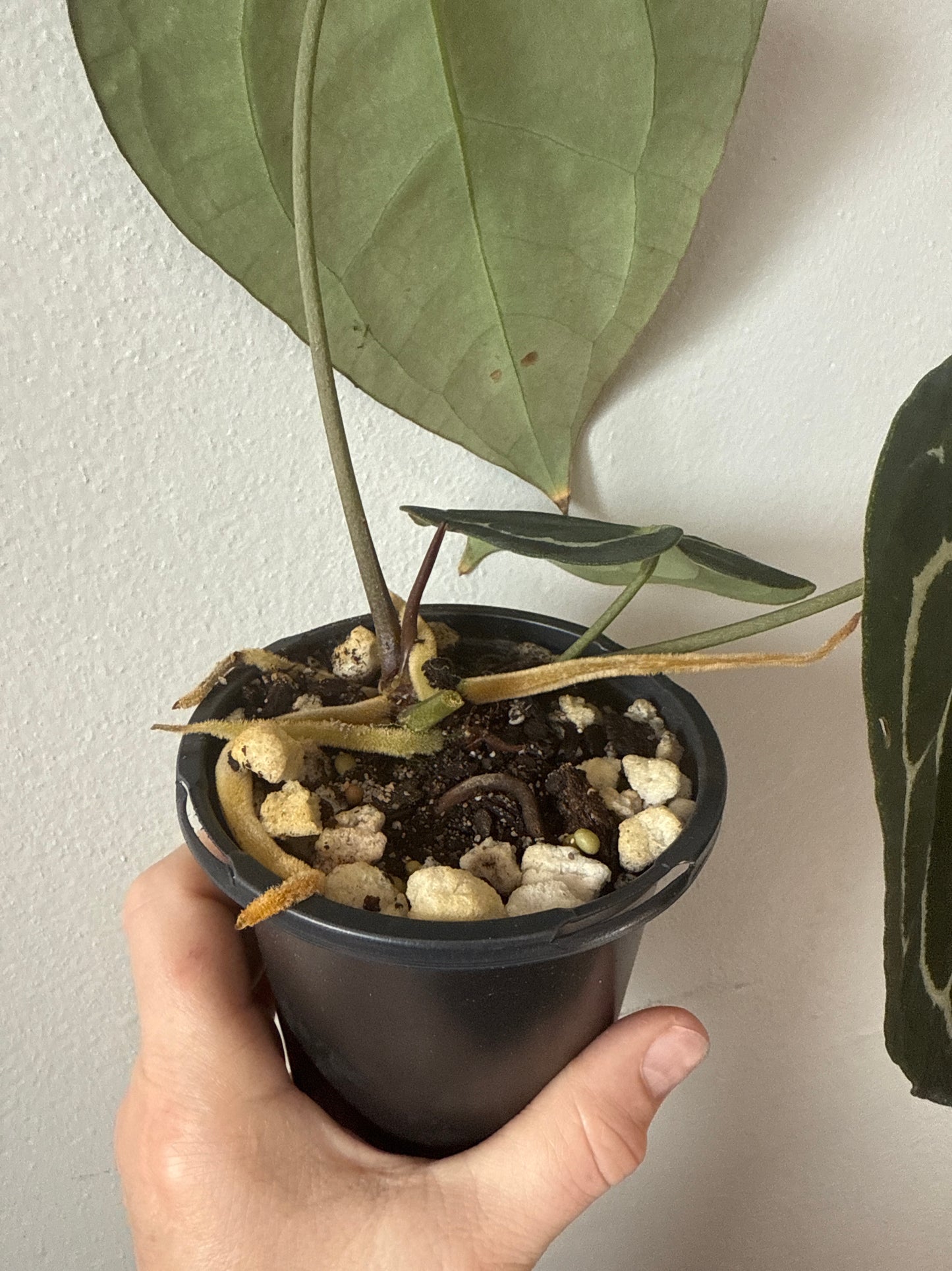 Anthurium Crystallinum 0060-2