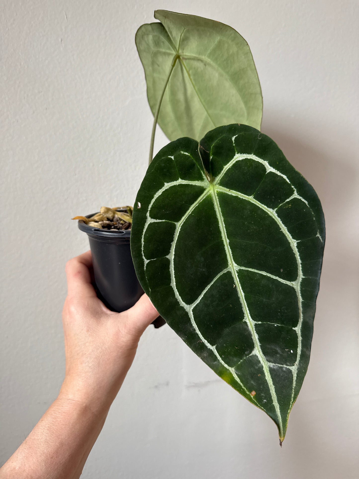 Anthurium Crystallinum 0060-2