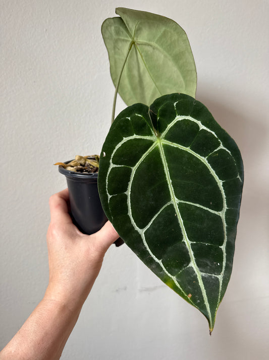 Anthurium Crystallinum 0060-2