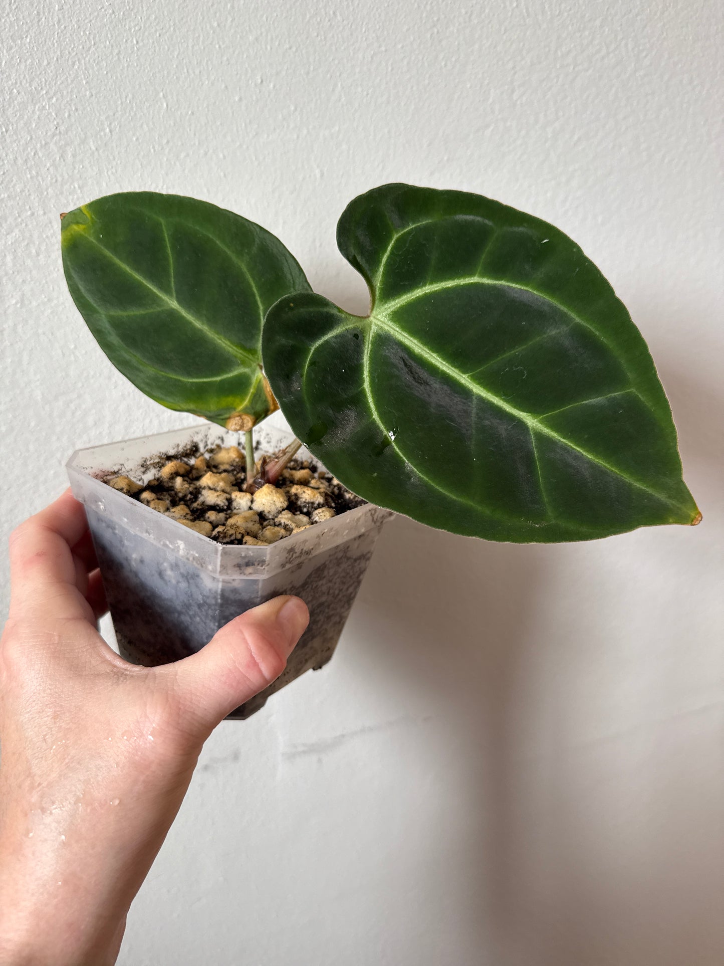 Anthurium Besseae aff. “Pink” 0059-2