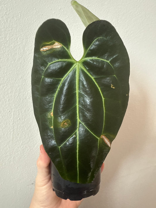 Anthurium Besseae aff. “Spider” - 0058-2
