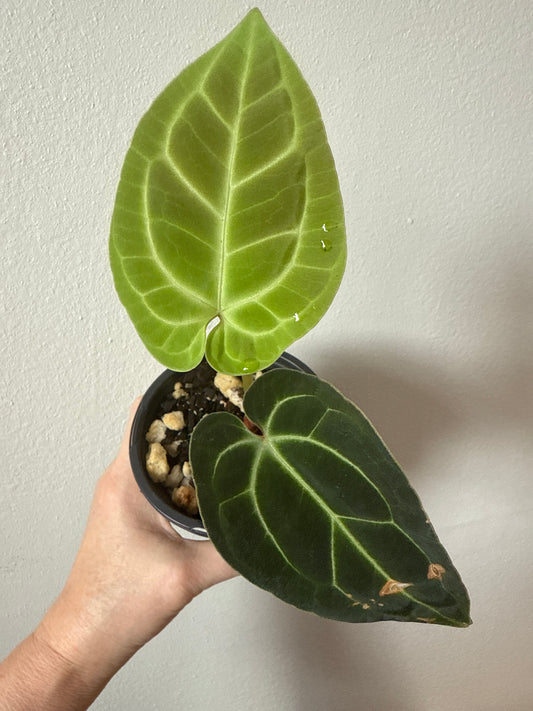 Anthurium Besseae aff. “Pink” - 0057-2