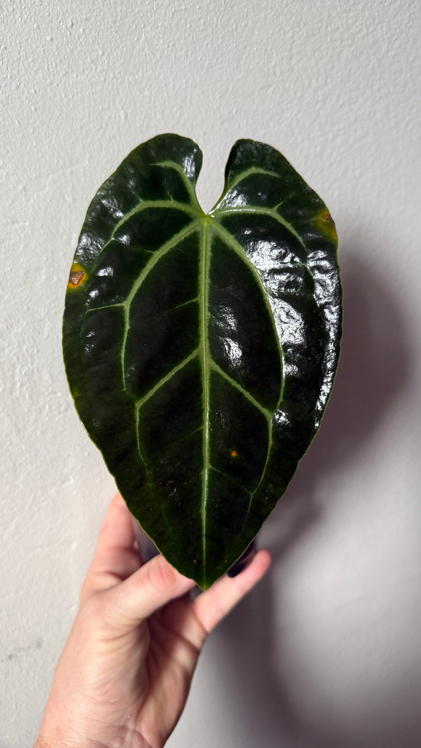 Anthurium Besseae aff. “Spider” - 0055-2