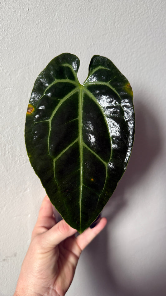 Anthurium Besseae aff. “Spider” - 0055-2