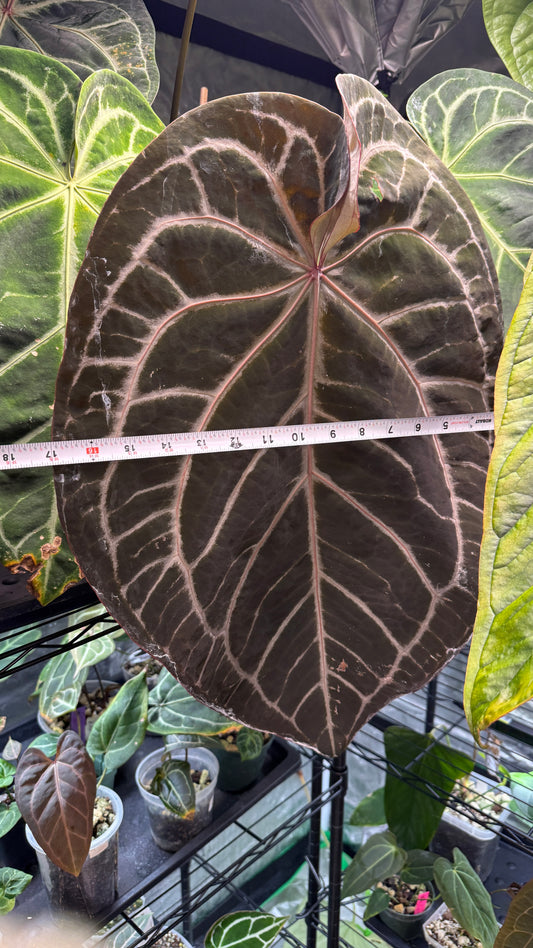 Anthurium “Pink Lemonade” x (Doc Block “Black Widow” x “Michelle”) - SEEDLING