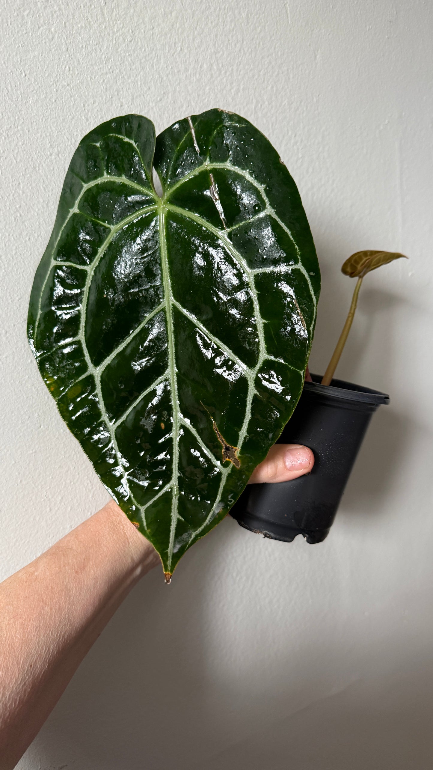 Anthurium Crystallinum 0054-2