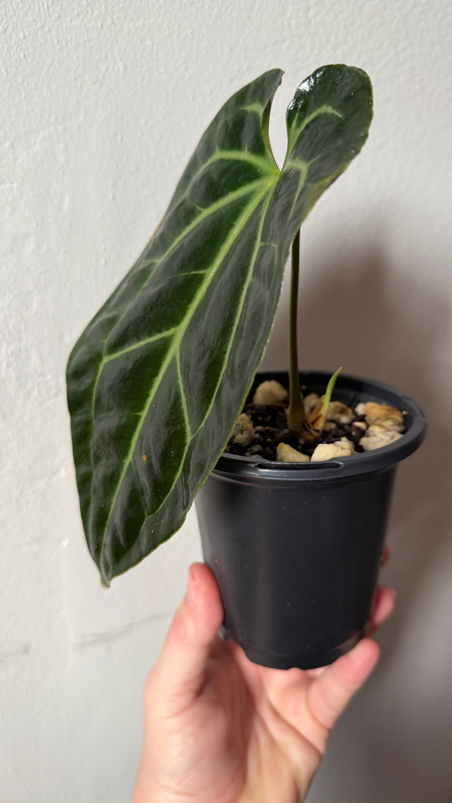 Anthurium Besseae aff. “Spider” - 0055-2