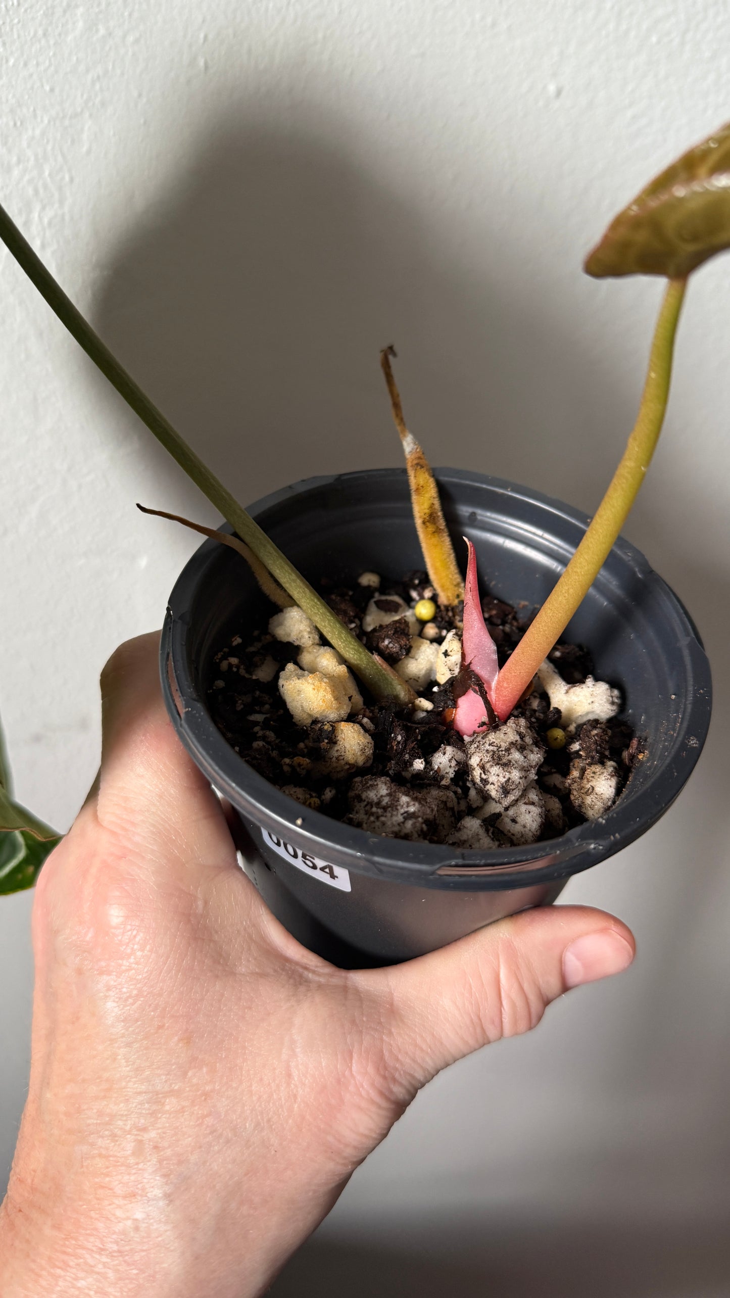 Anthurium Crystallinum 0054-2