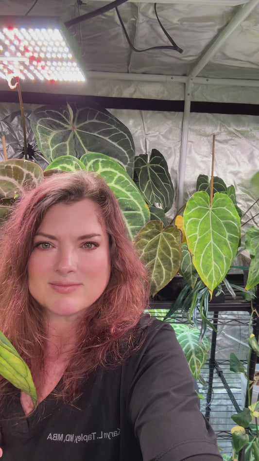 Anthurium “Pink Lemonade” x (Doc Block “Black Widow” x “Michelle”) - SEEDLING